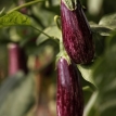 Aubergine graffiti