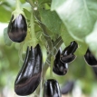 Aubergine violette