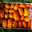 Courge Jack be little