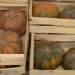 Courge musque