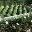 Courgette ronde