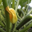 Courgette verte/jaune