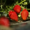 Fraise Garriguette / Ciflorette