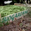 Haricots