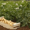 Pomme de terre primeur