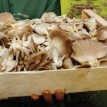 Pleurote