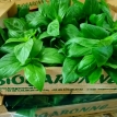 Basilic vert